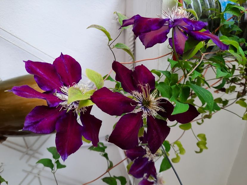  - CLEMATIS JULKA