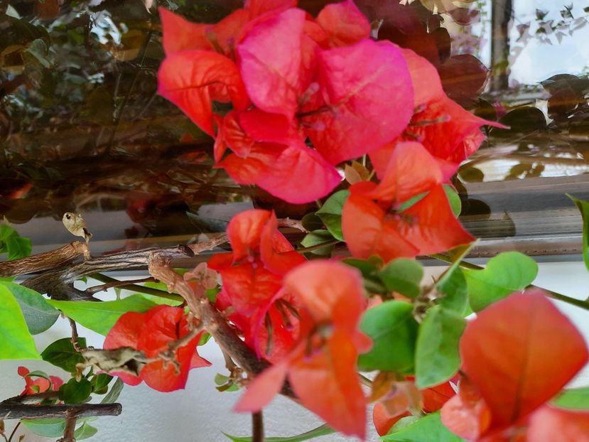  - Bougainvillea