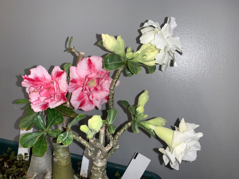  - Plante de interior 2021