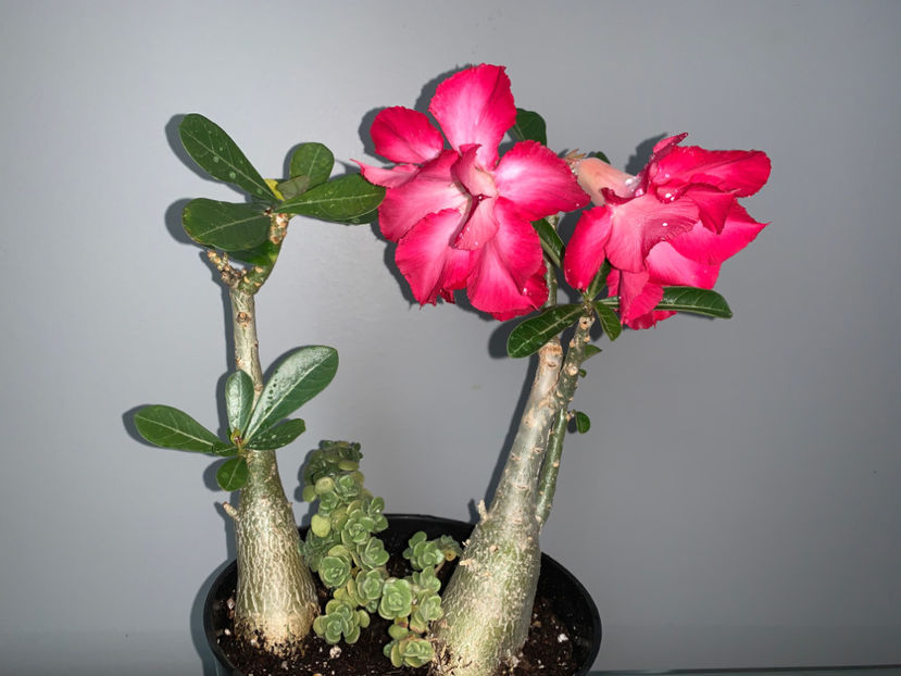  - Plante de interior 2021