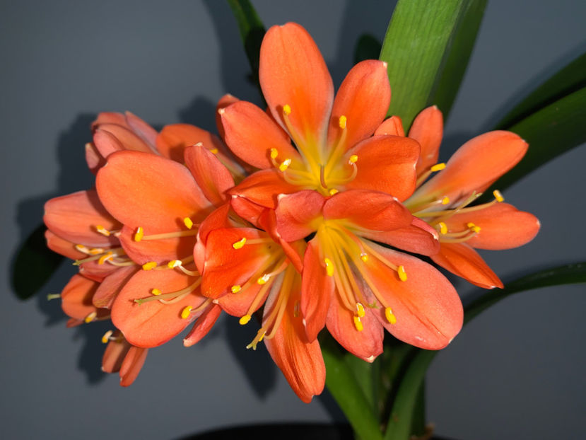  - Plante de interior 2021