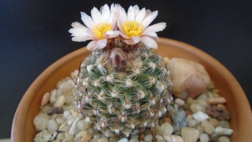 Pediocactus knowltonii - Cactusi 2021