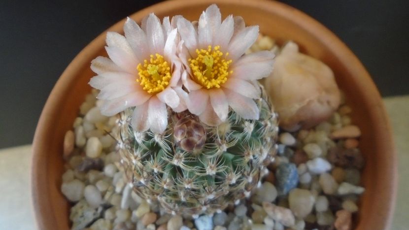 Pediocactus knowltonii - Cactusi 2021