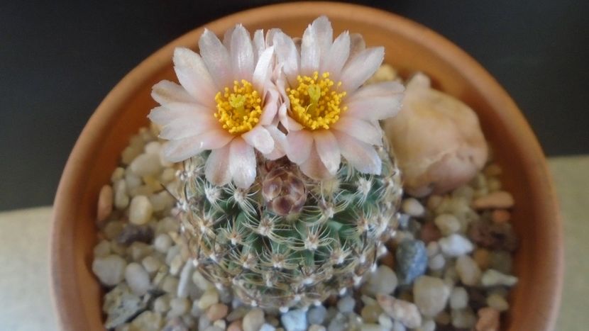 Pediocactus knowltonii - Cactusi 2021