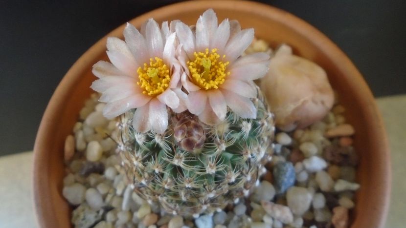 Pediocactus knowltonii - Cactusi 2021