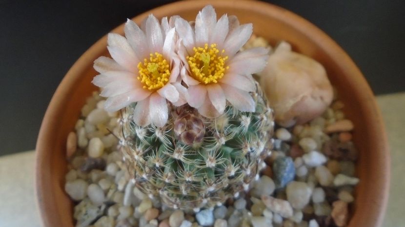 Pediocactus knowltonii - Cactusi 2021