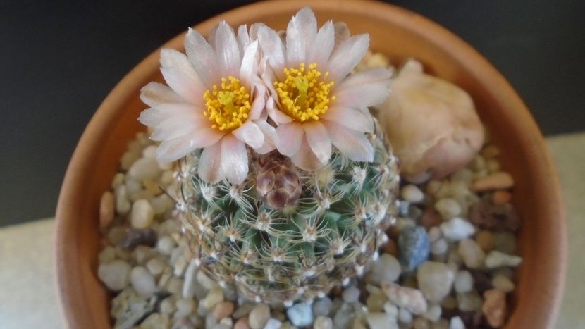 Pediocactus knowltonii - Cactusi 2021