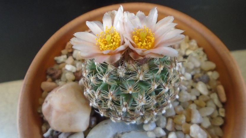 Pediocactus knowltonii - Cactusi 2021