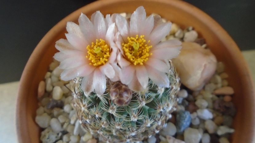 Pediocactus knowltonii - Cactusi 2021