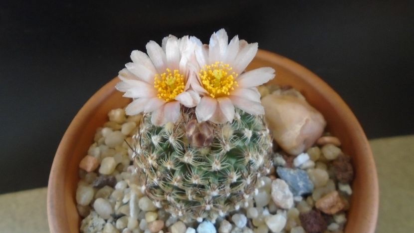 Pediocactus knowltonii - Cactusi 2021