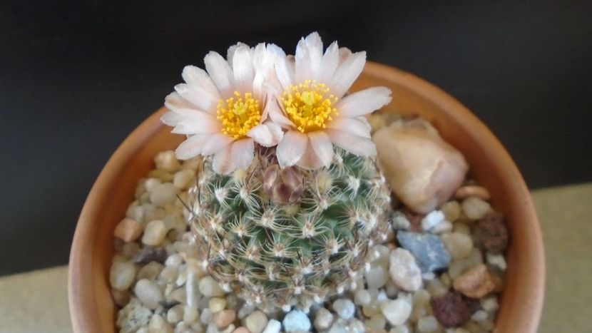 Pediocactus knowltonii - Cactusi 2021