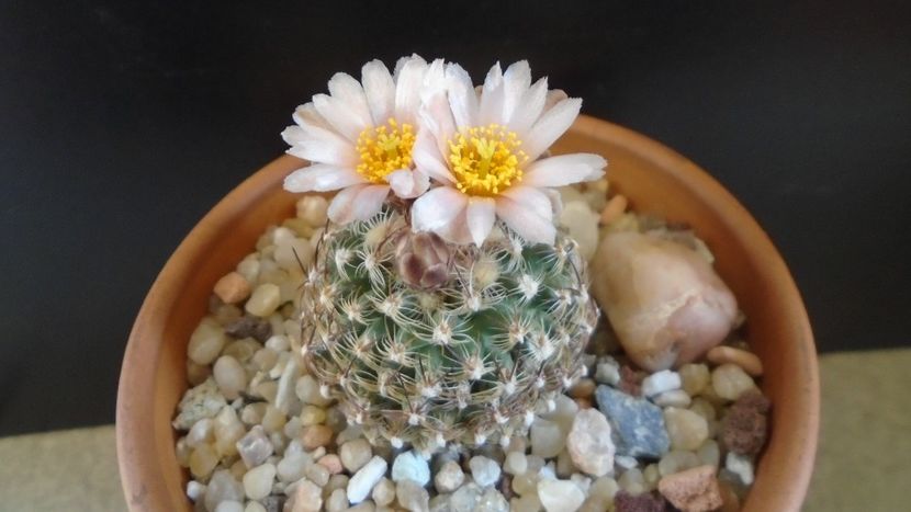 Pediocactus knowltonii - Cactusi 2021