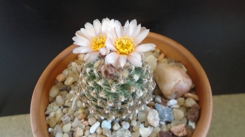 Pediocactus knowltonii - Cactusi 2021