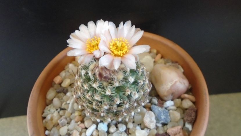 Pediocactus knowltonii - Cactusi 2021