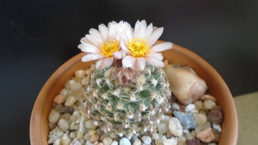 Pediocactus knowltonii - Cactusi 2021