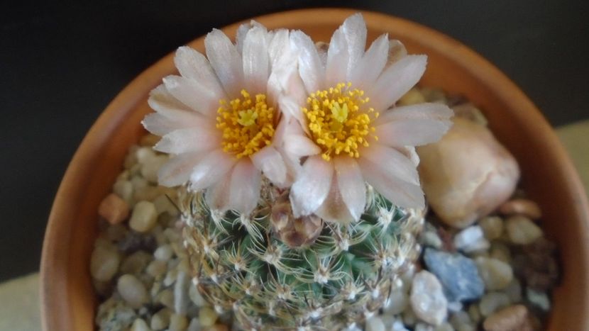 Pediocactus knowltonii - Cactusi 2021