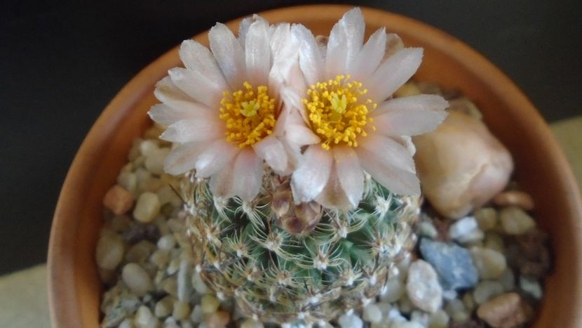 Pediocactus knowltonii - Cactusi 2021