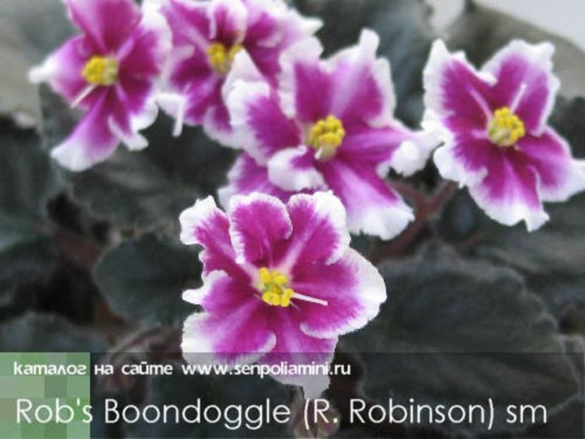 RobsBoondoggle - Robs Boondoggle