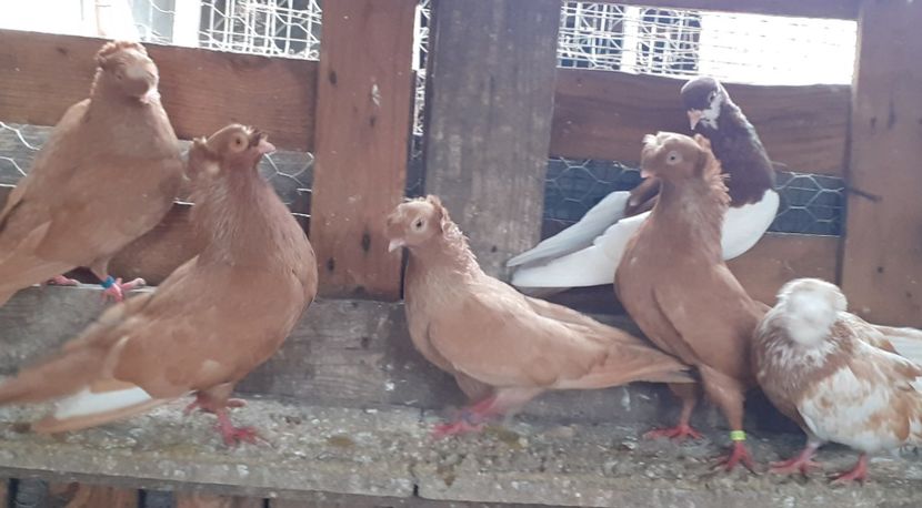  - 8-Jucatorii de Ardeal vechi