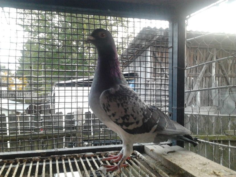 Fotografie3903 - porumbei 2