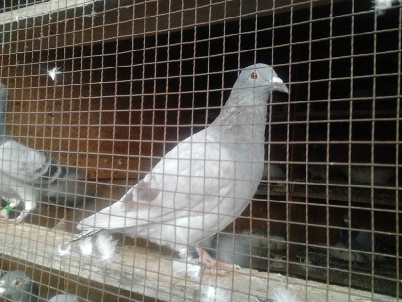 Fotografie3927 - porumbei 2