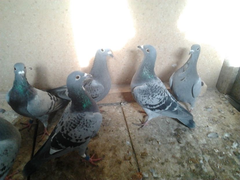 Fotografie3958 - porumbei 2