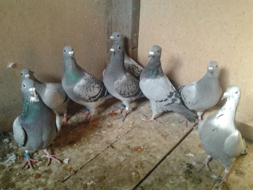 Fotografie3960 - porumbei 2