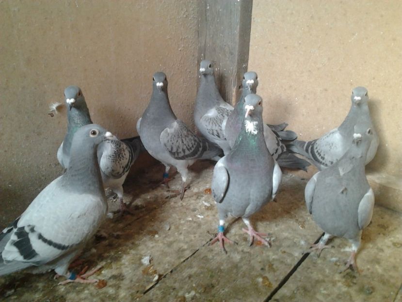 Fotografie3961 - porumbei 2