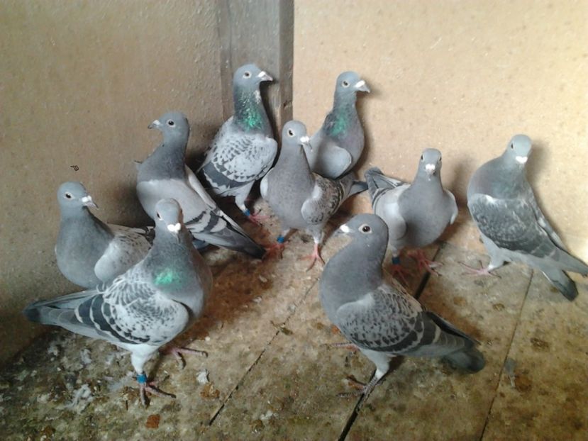 Fotografie3962 - porumbei 2