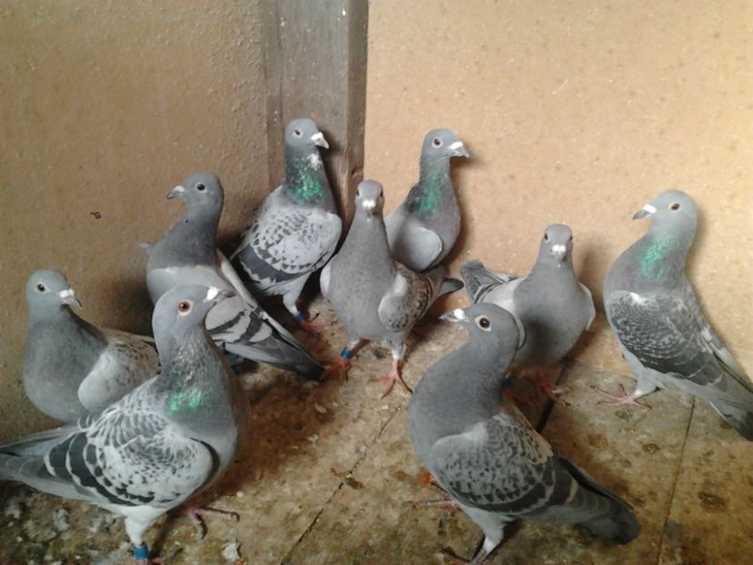 Fotografie3963 - porumbei 2