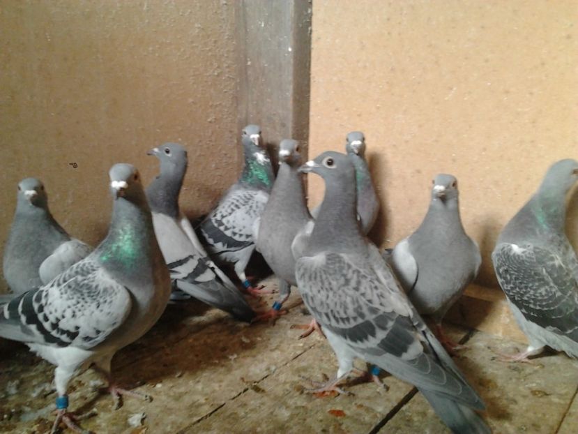 Fotografie3964 - porumbei 2