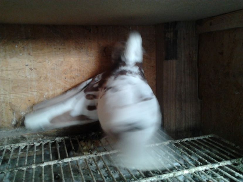 Fotografie3972 - porumbei 2