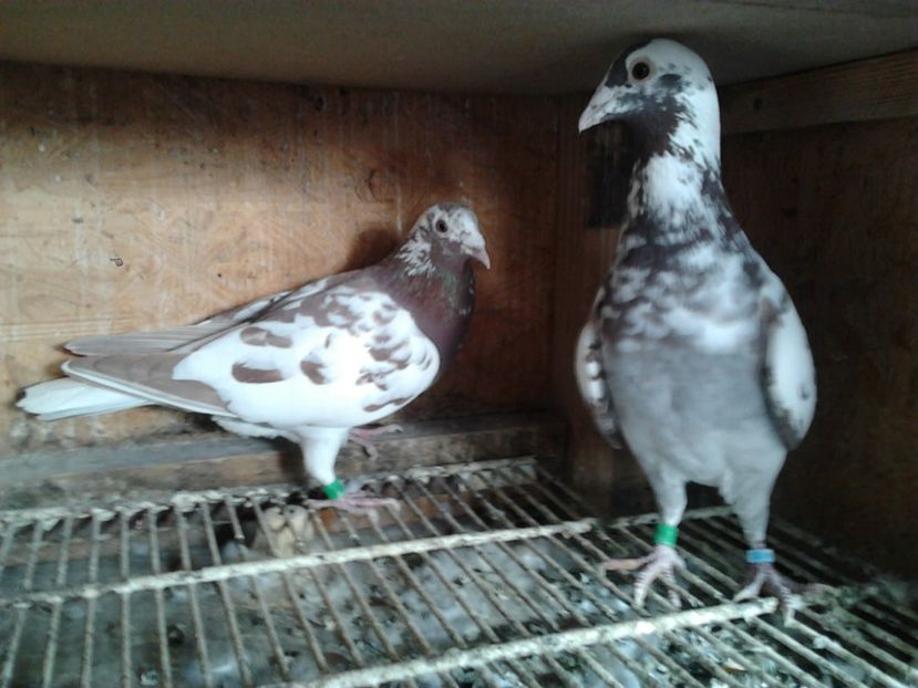 Fotografie3973 - porumbei 2