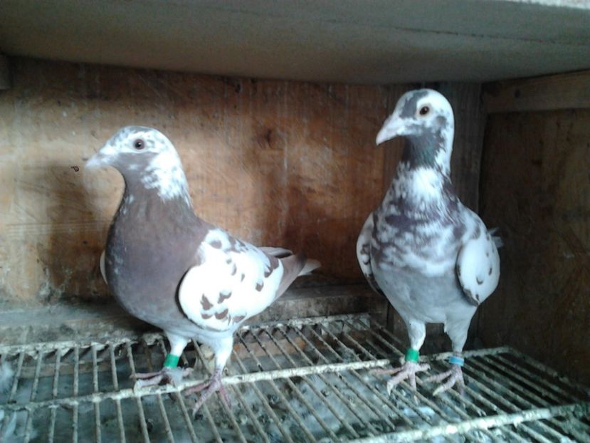 Fotografie3975 - porumbei 2