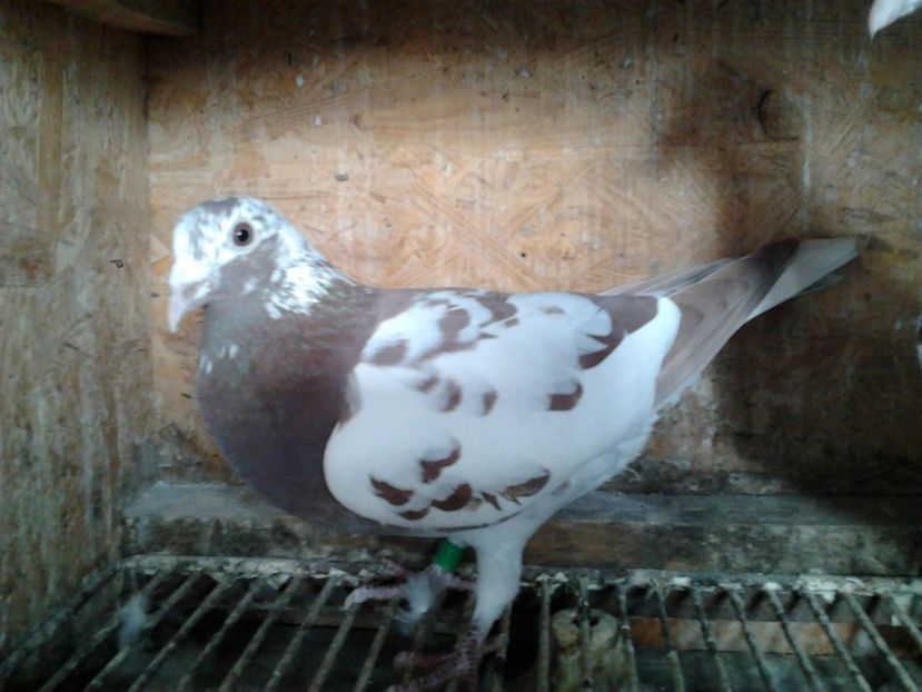 Fotografie3977 - porumbei 2