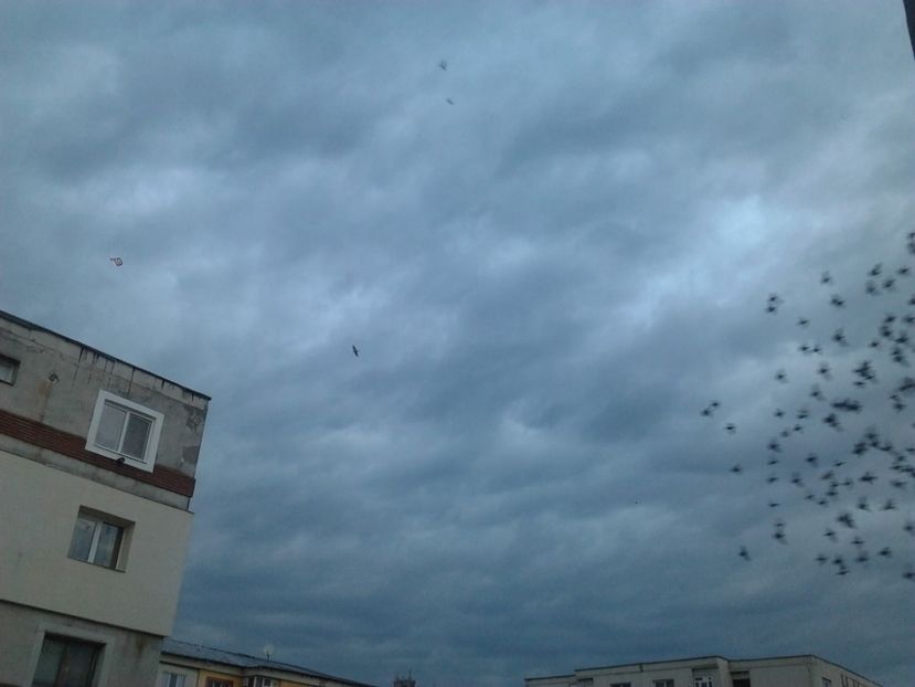 Fotografie4004 - porumbei 2