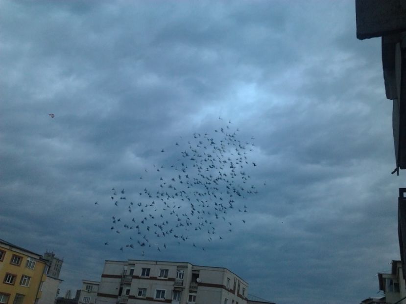 Fotografie4005 - porumbei 2