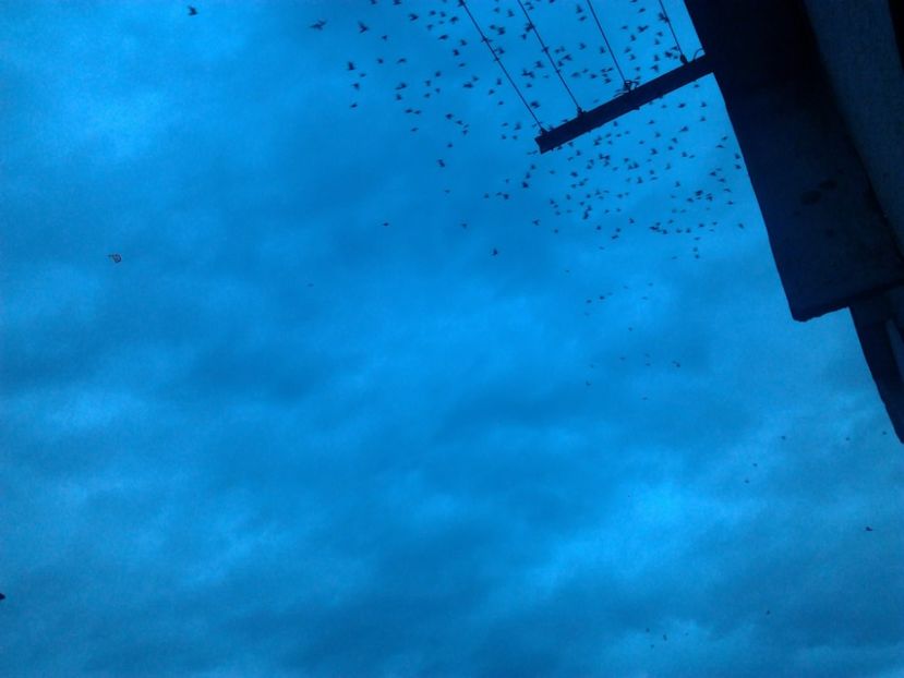 Fotografie4006 - porumbei 2