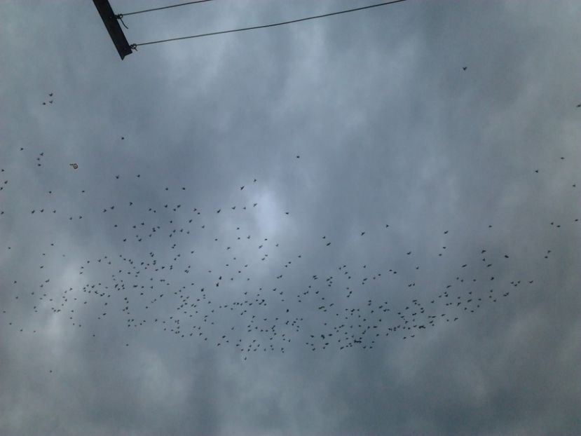 Fotografie4007 - porumbei 2