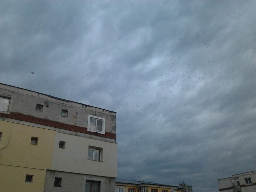 Fotografie4008 - porumbei 2