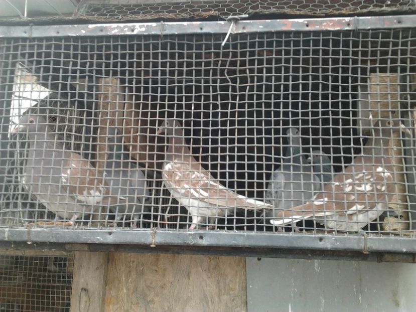 Fotografie4021 - porumbei 2