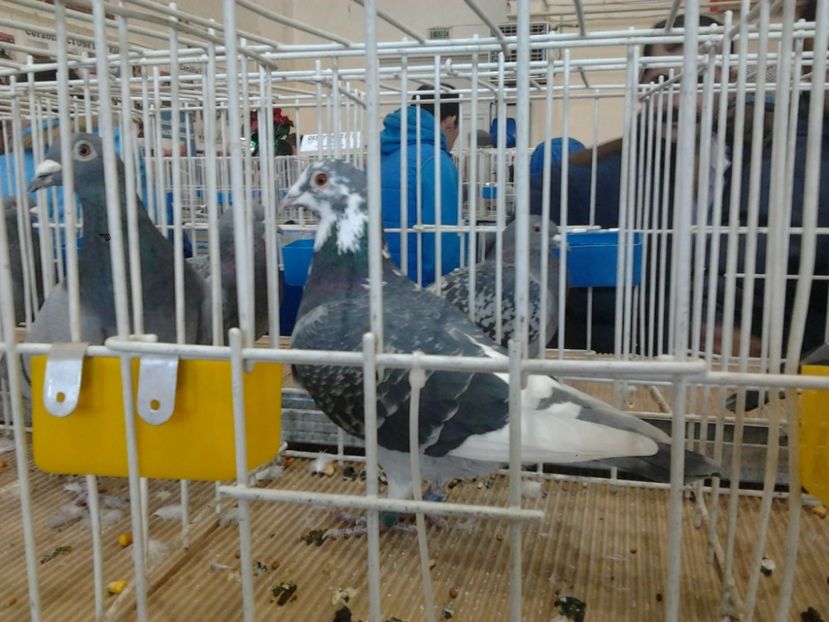 Fotografie4028 - porumbei 2