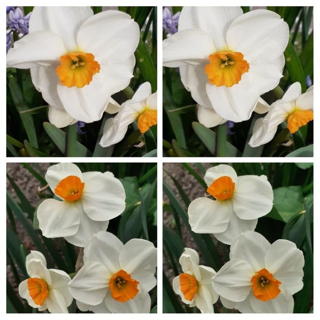 20210418_124327-COLLAGE - Narcise 2021