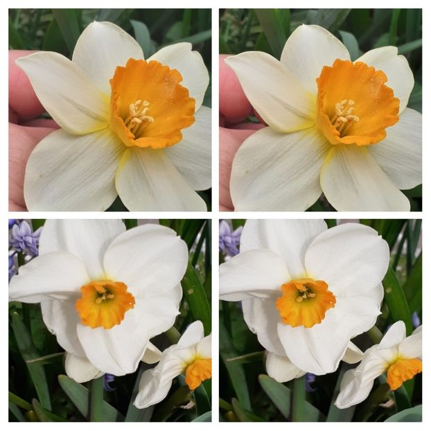 20210417_154410-COLLAGE - Narcise 2021