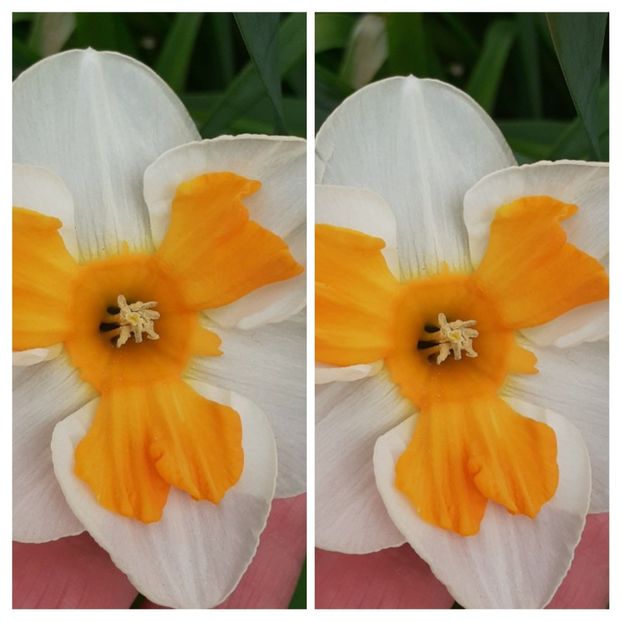 20210418_124302-COLLAGE - Narcise 2021