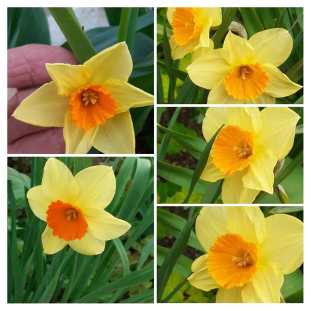 20210417_154329-COLLAGE - Narcise 2021