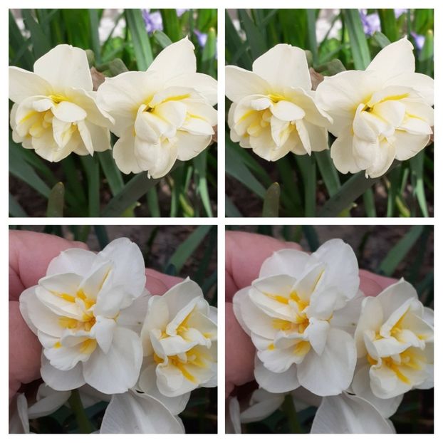 20210418_124344-COLLAGE - Narcise 2021