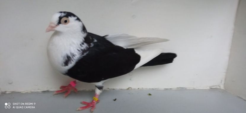  - jucatori de galati pe negru