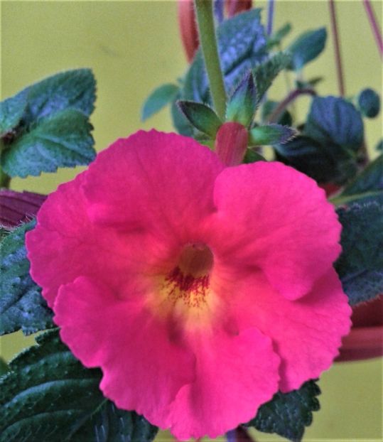 20210420_092319-2 - Colectia mea de achimenes Primul achi inflorit 2021