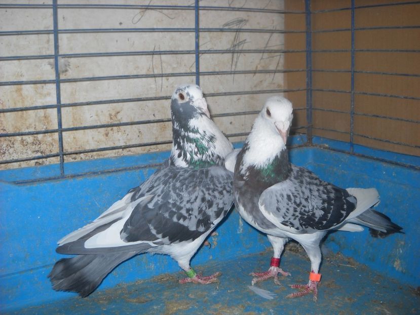  - PORUMBEI VANDUTI 2